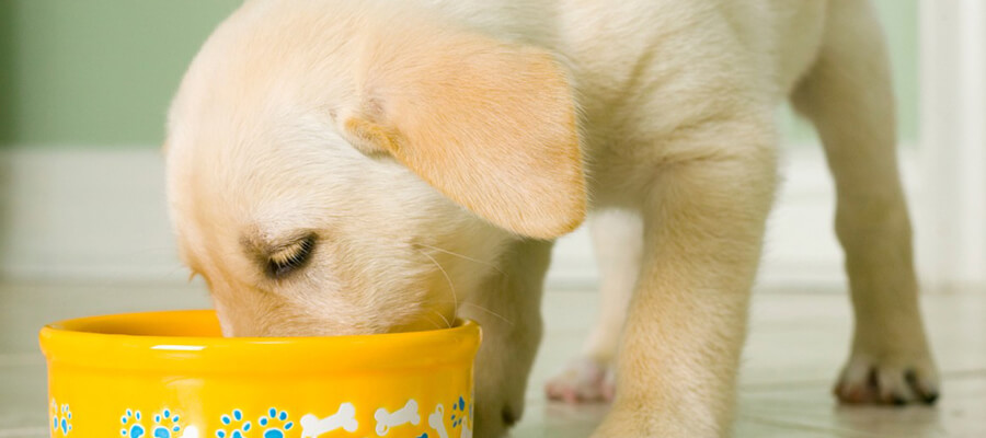 How to Create a Healthy Feeding Schedule for Your Dog